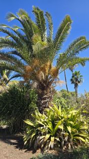 GC-Parque Botanico de Maspalomas 2025-011.jpg